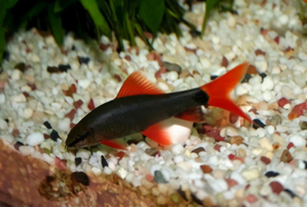 红尾黑鲨身份信息