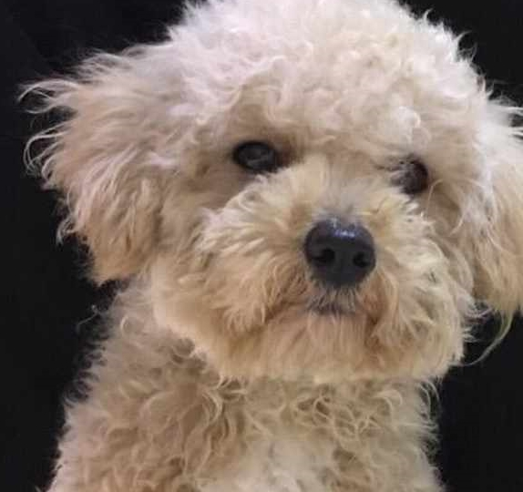 下雨天流浪狗差点被车撞着，被司机臭骂一顿后，小家伙委屈极了