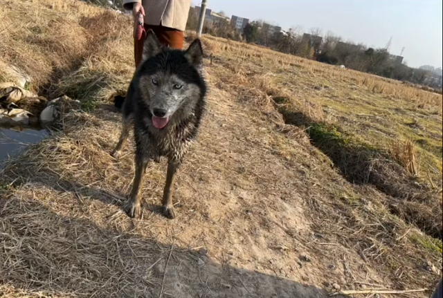 我的狗才回乡下半天,就给我耕了半亩地……