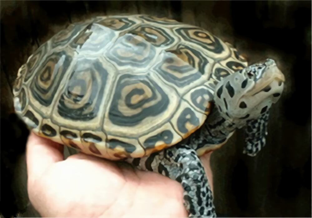 北部钻纹龟身份信息