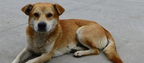 一只田园犬不如的狗狗 它的主人倾家荡产也要救它