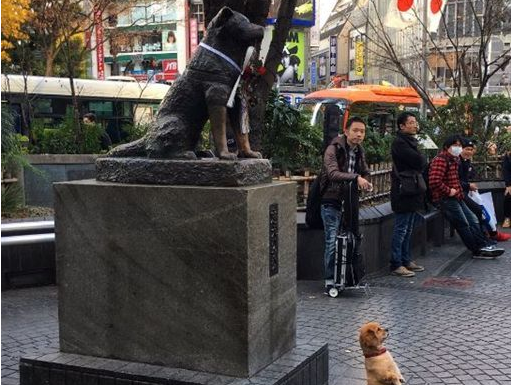 狗狗巧遇忠犬小八 坐直挺腰与八公一起拍照