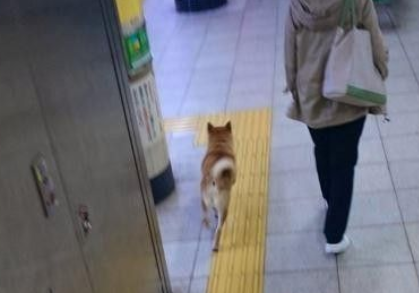 柴犬想通过身高优势逃票混入车站 不料被发现