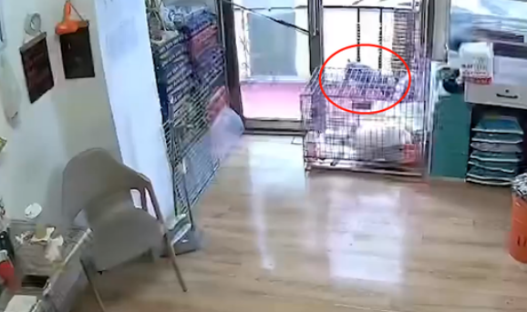 黑龙江一狗狗走丢,自己到宠物店“消费”,店主:它冒雨走7小时