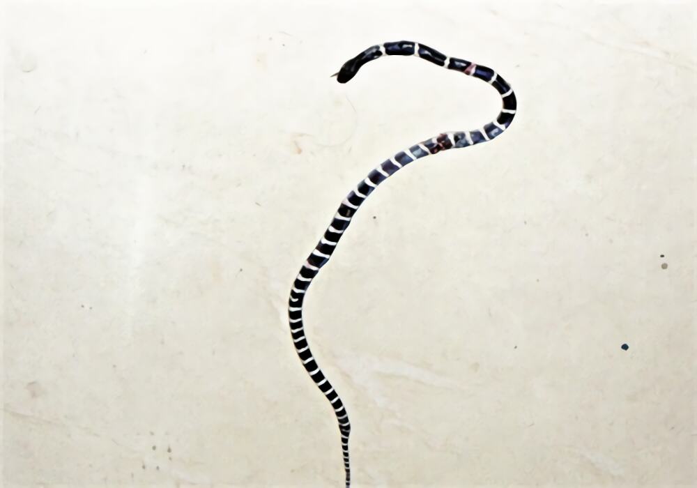 银环蛇身份信息