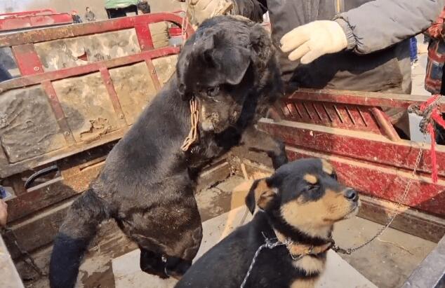 以为跟对了主人，拉布拉多兴奋在狗市狂奔，直到看到笼子后，一切都晚了