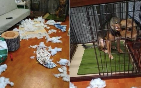狗狗犯了错之后,自己默默走进笼子里,还吐舌头卖萌求主人原谅!
