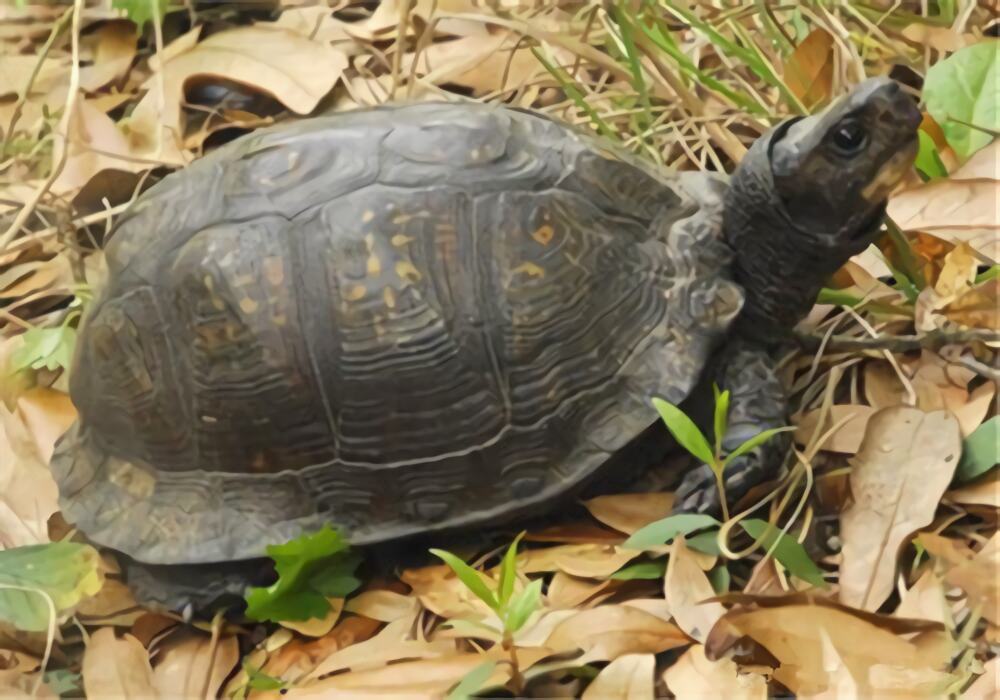 海岸箱龟身份信息