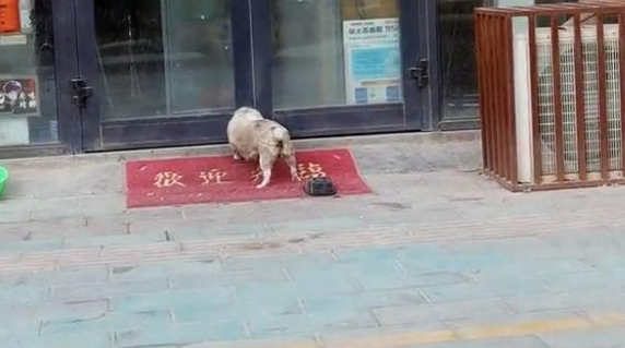 小狗被收养后,狗妈妈拖着残腿来看望,眼里满是不舍