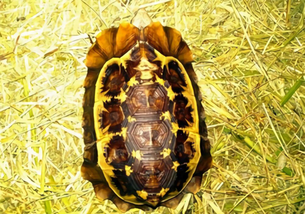 荷叶陆龟身份信息