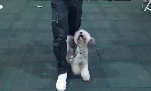 贵宾犬出现分离焦虑,广州专业训犬学校通过什么方法训练纠正