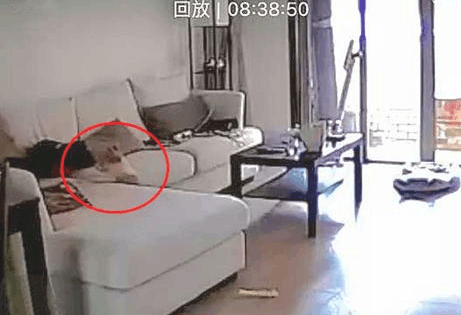 狗狗见主人回家又亲又抱,开心的主人看了监管后,脸立刻黑了