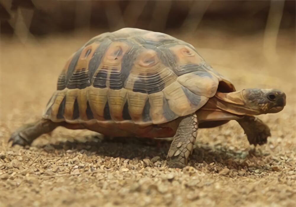 欧洲陆龟身份信息