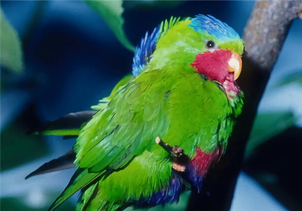 蓝冠吸蜜鹦鹉身份信息