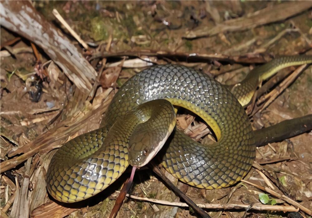 中国水蛇身份信息