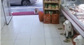 捡到个小流浪狗，网友却集体被萌化：它真的好有礼貌！