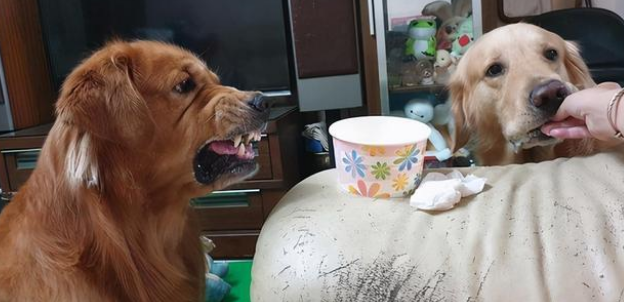 金毛看着另一个狗狗的蛋糕,护食的表情超恐怖!