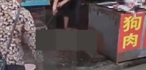 阿拉斯加刚被熟人领养走,下午就被卖到狗肉馆杀了