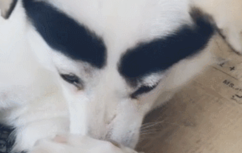 主人家给狗狗贴上两条粗眉，狗狗：铲屎官，我可爱吗？