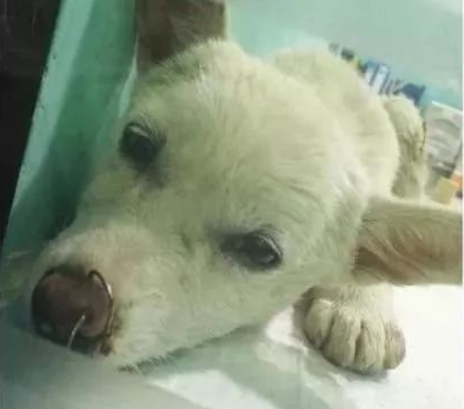 流浪狗被几个人虐待,好心人救下狗狗,送医检查竟取下30多个鱼钩……