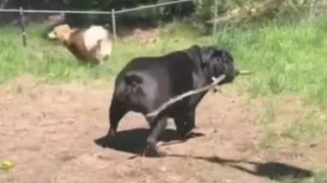 斗牛犬过于肥胖症,玩耍时撵不上金毛,机敏的它竟学会了应用武器