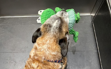 8岁狗狗被领养后，像个小孩子似的，必须叼着玩具才肯出门