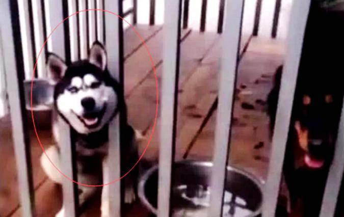 二哈拆家屡教不改,把它跟猛犬关在了一起,早上一看,笑出猪叫声