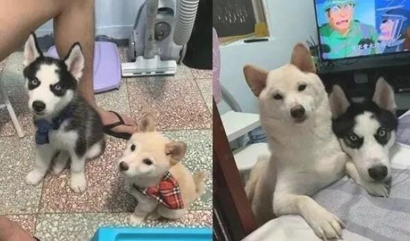 柴犬对二哈作出这一姿势突显影响力：一看就知道谁是大哥