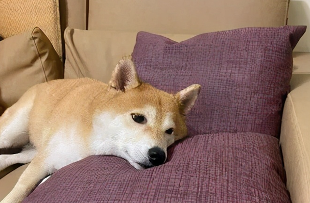 主人拿着人造皮革草给柴犬看,它吓得撒腿就跑,狗:不必回来啊!