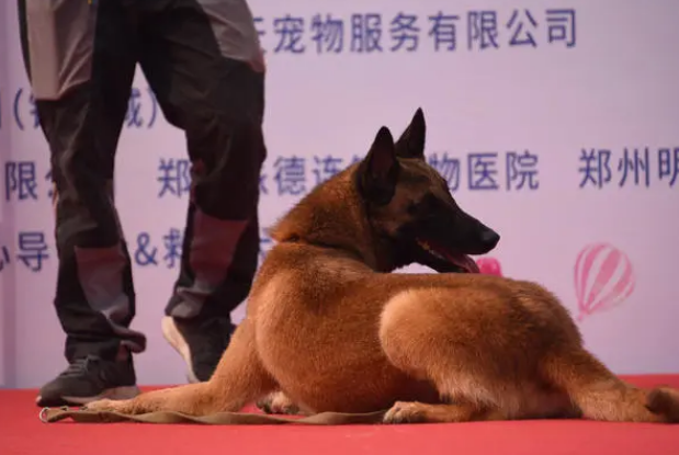 郑州社区举办文明养犬宣传活动 引来百余只宠物狗“秀才艺”