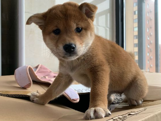 柴犬作梦在搬新家,醒来时发觉在熟悉的地区,狗:咋真穿越后?
