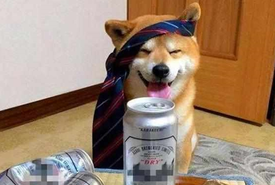 柴犬陪伴主人玩耍,却被铲屎官灌了啤酒,几口后便醉得四脚朝天!