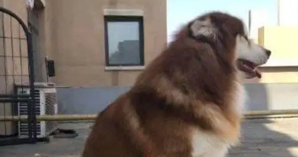 主人因出差,把阿拉斯加犬寄养在父亲家,回来接时狗狗变成这模样