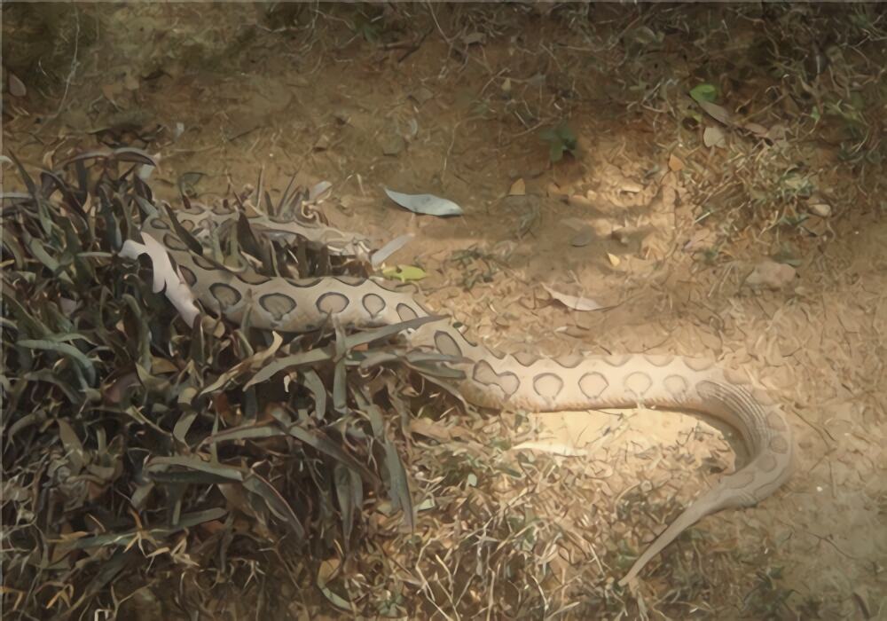 圆斑蝰身份信息