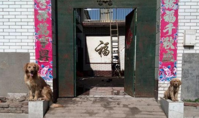 带两黄金猎犬回老家 狗狗却在门口当起石狮子