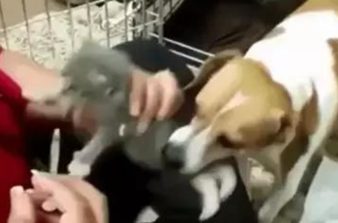 狗狗养了窝小奶猫,还不能给接种疫苗,就想要知道是不是你外边有猫了
