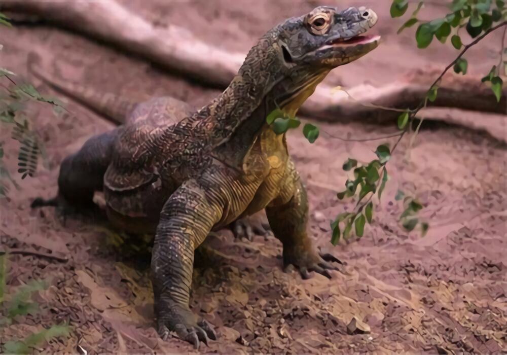 科莫多巨蜥身份信息