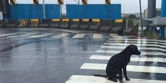 一只黑狗淋雨坐在十字路口久久不走 只为等待主人