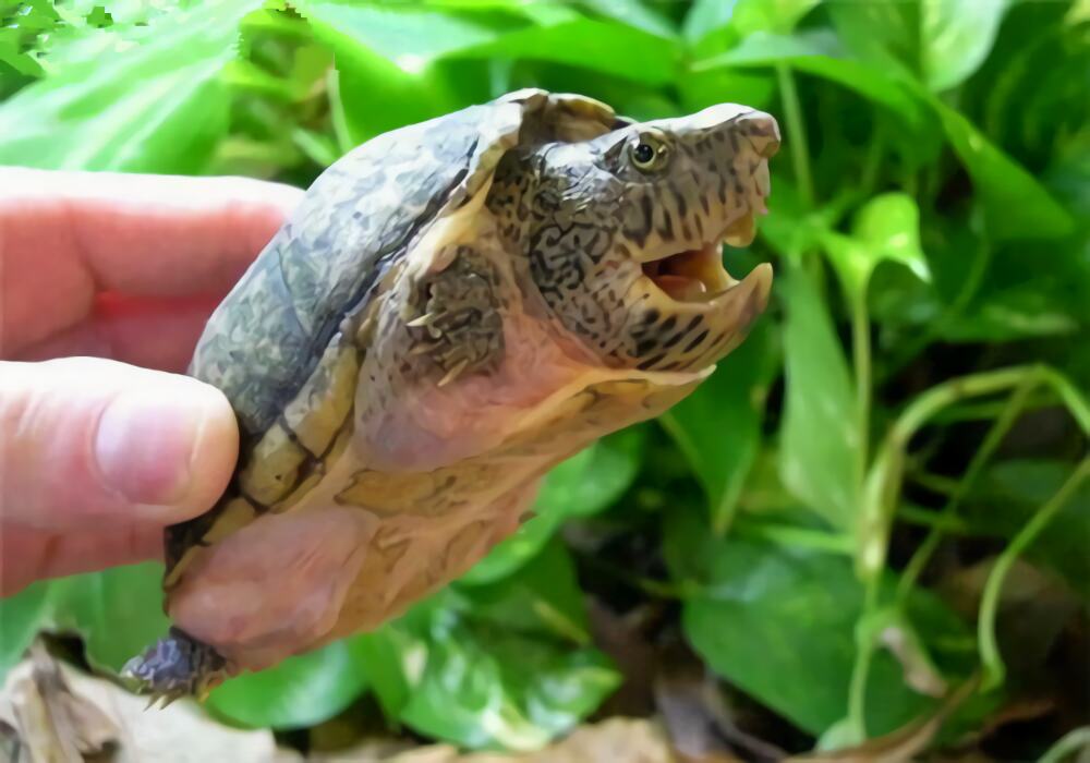 巨头麝香龟身份信息