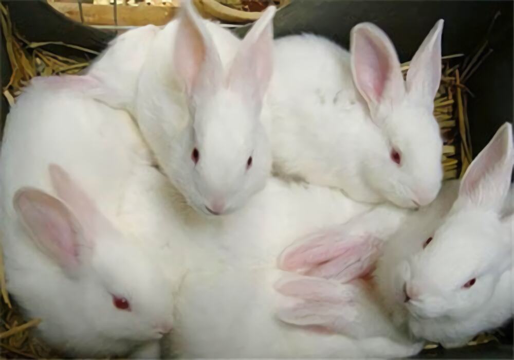 新西兰兔身份信息