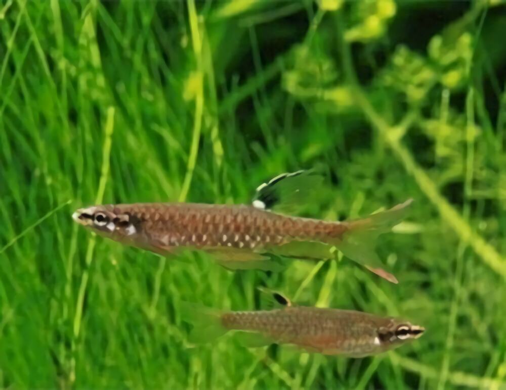 溅水鱼身份信息