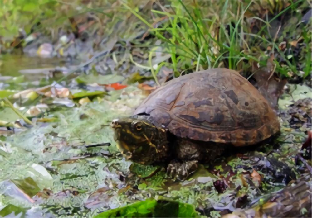 密西西比麝香龟身份信息