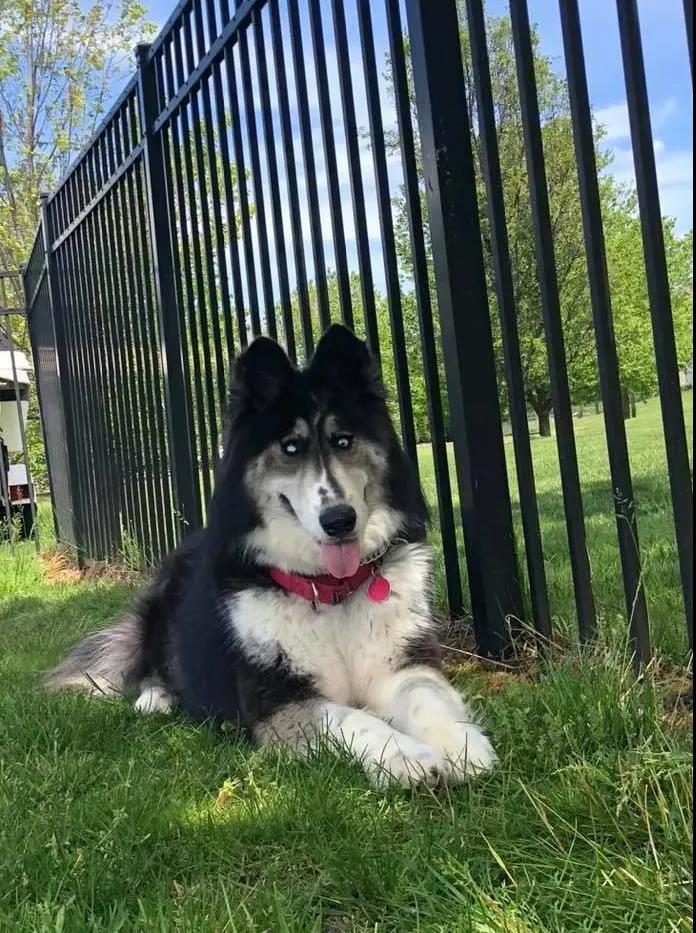 哈士奇因太丑被抛弃,网友:这么可爱的狗子,给我养啊!