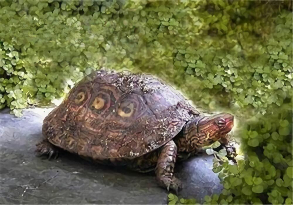 哥斯达黎加木纹龟身份信息