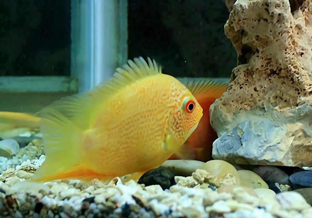 金菠萝鱼身份信息