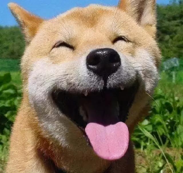 养狗最让人有“幸福感”的6个瞬间,你占了几个!