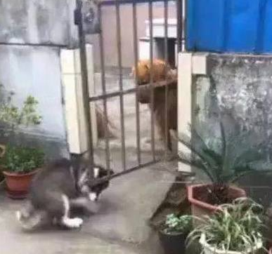 雪橇犬去找金毛玩耍,金毛看到赶紧关门,金毛:我妈不让跟傻子玩