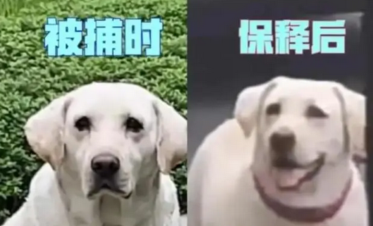 在咬伤女童边上看戏的白色拉布拉多被抓,狗主人被罚款2000