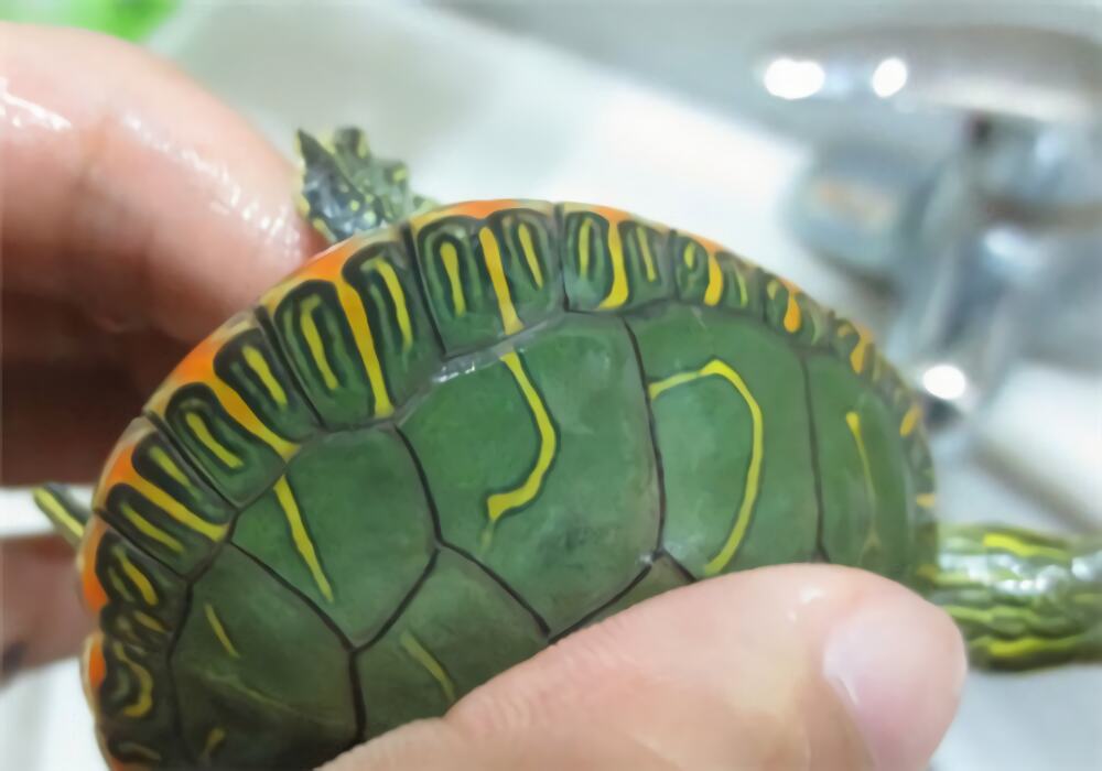 西部锦龟身份信息