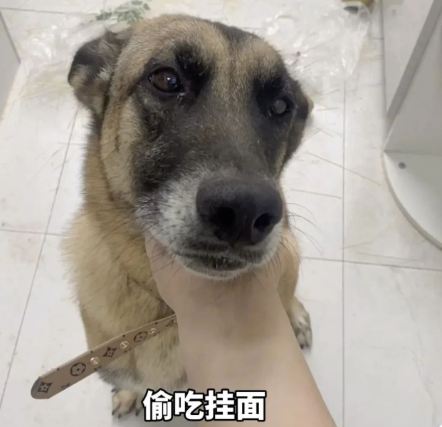 退役搜救犬偷吃7斤狗粮,网友:建议再去警犬基地确认一下是退役还是开除!
